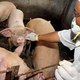 Illustration for article titled We May All Die From Swine Flu